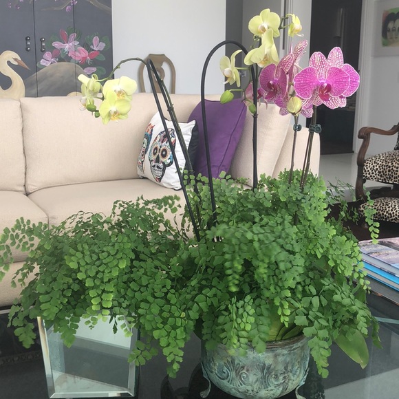 orchidfern